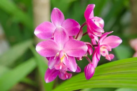 Ground orchid Stock Photos