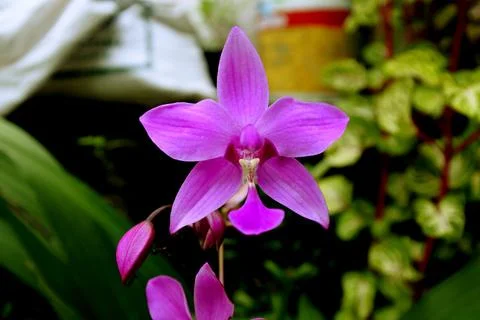 Ground orchid Stock Photos