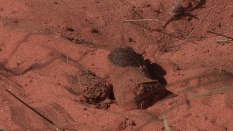 Ground Pangolin faeces (dung) Video stock 84537947