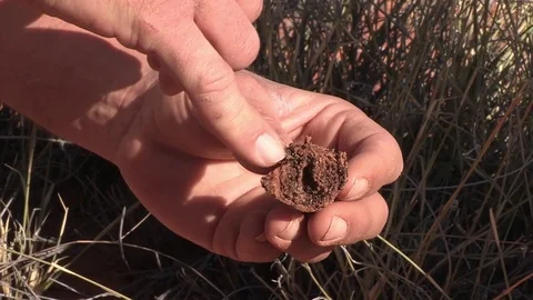 Ground Pangolin faeces (dung) Stock Footage 84538142