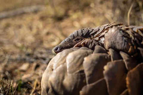Ground pangolin rolling up in the grass. Stock Photos