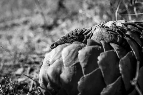 Ground pangolin rolling up in the grass. Stock Photos