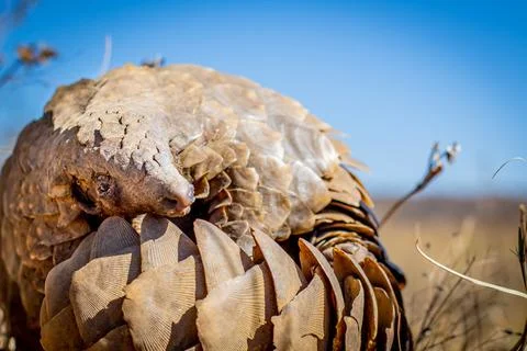 Ground pangolin rolling up in the grass. Stock Photos