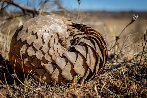 Ground pangolin rolling up in the grass. Foto stock