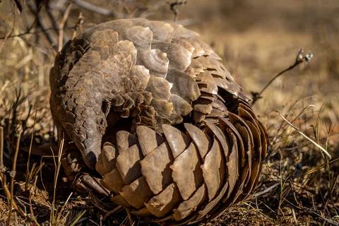 Ground pangolin rolling up in the grass. Stock Photos