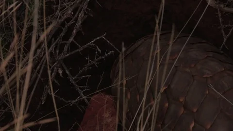 Ground Pangolin (Temminks) digging and eating ants (WILD) Video stock 84524982