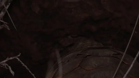 Ground Pangolin (Temminks) digging and eating ants (WILD) Video stock 84525411