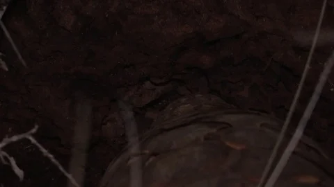 Ground Pangolin (Temminks) digging and eating ants (WILD) Video stock 84526639