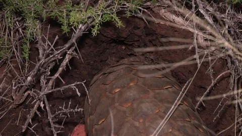 Ground Pangolin (Temminks) digging and eating ants (WILD) Video stock 84531572