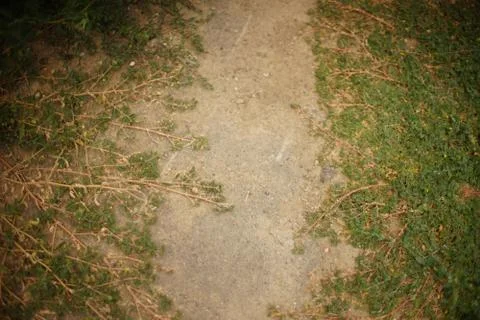 Ground path with low grass around Stock-Fotos