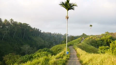 Ground path running on hill crest among plants and high palm Video stock 102101844