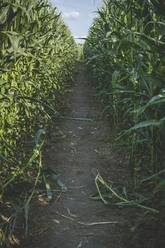 Ground path through corn field Foto stock