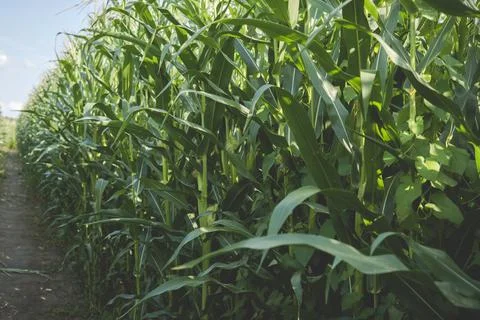 Ground path through corn field Stock Photos