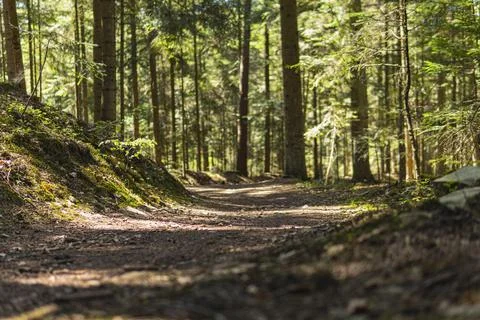 Ground path through a forest during summer season Foto stock