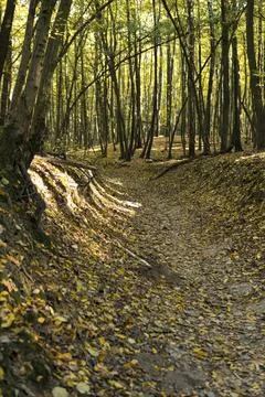 Ground path through a forest  during sunny day in autumn Stock Photos