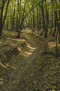 Ground path through a forest  during sunny day in autumn Stock Photos