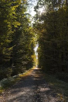 Ground path through a forest  during sunny day in autumn Stock Photos