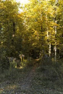 Ground path through a forest  during sunny day in autumn Stock Photos