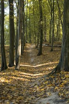 Ground path through a forest  during sunny day in autumn Foto stock