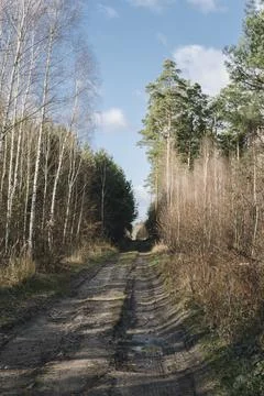Ground path through forest Stock Photos