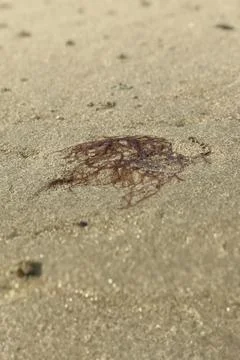 Ground perspective of thin brown sea moss flattened in the sand  Stock Photos