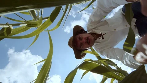 Ground Perspective View of Farmer in Field: Blue Sky and Fluffy Clouds Overhead Stock Footage 265091290