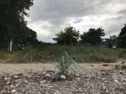 Ground perspective view of maritime grass growing on grit sandy beach with meado Stock Photos