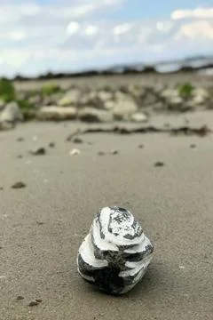 Ground perspective view of rare white grey striped maritime stone on wet sandy b Stock Photos