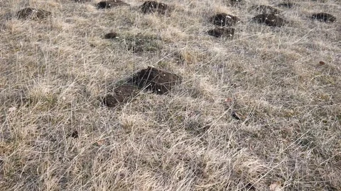 Ground piles dug up by moles Stock Footage 100413154