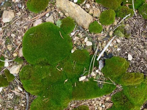 Ground in the pine forest Stock Photos