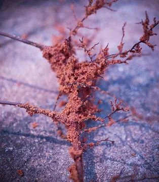 Ground plant root, a branch root of a plant that grows in the ground Stock Photos