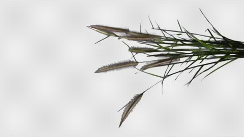 Ground Plant  with Wind Effect Include ALPHA Channel 스톡 동영상 154413045