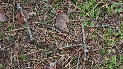 Ground with plenty of coniferous needle Stock Footage 296820992