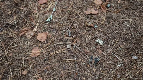 Ground with plenty of coniferous needle. Stock Footage 296821394