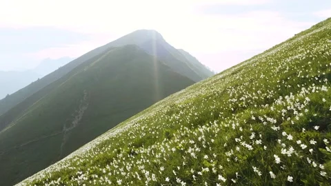Ground Push Out Shot Of Beautiful Breathtaking Daffodil Flower Field. Stock-Footage 250416515