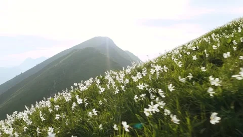 Ground Push in Shot Of Beautiful Breathtaking Daffodil Flower Field. Video stock 250416501