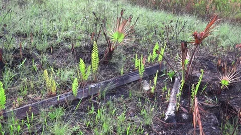 Ground of recently burned Longleaf Pine forest, new growth, Florida, USA Stock Footage 287038940
