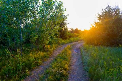Ground road in a forest at the sunset, evening outdoor background Stock Photos
