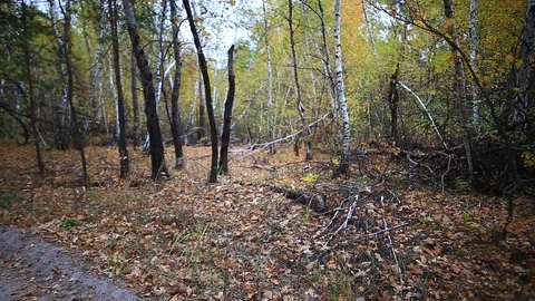 Ground road in the quiet pale forest Stock Footage 117862032