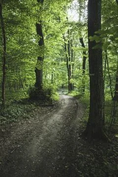 Ground road through the dark deciduous forest of the temperate zone Foto stock