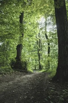 Ground road through the dark deciduous forest of the temperate zone Foto stock