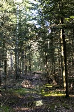 Ground road through a forest during sunny day in winter season Stock Photos