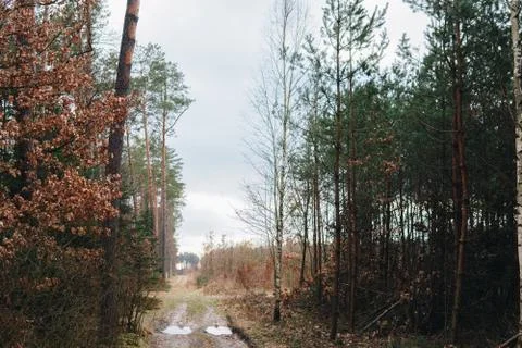 Ground road through forest Stock Photos