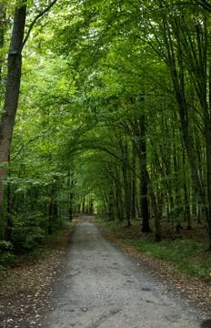 Ground road through a forest Stock Photos