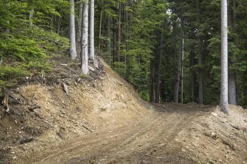 Ground road through the forest Foto stock