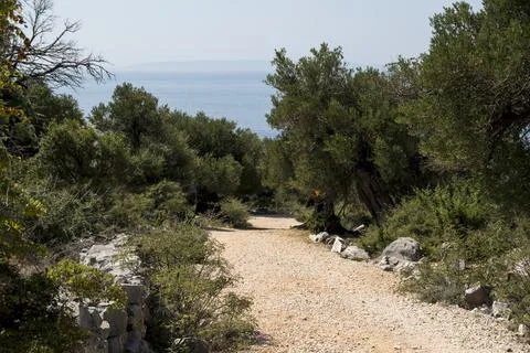 Ground road through an old olive groove Stock Photos