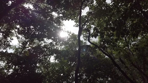 Ground shot of nature in Philippines Stock Footage 204097319