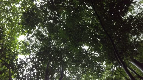 Ground shot of nature in Philippines Stock Footage 204097326
