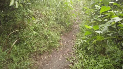 Ground shot of nature in Philippines Stock Footage 204097330