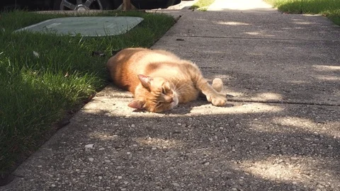 Ground shot of Orange cat lying by the sun Stock Footage 80661910